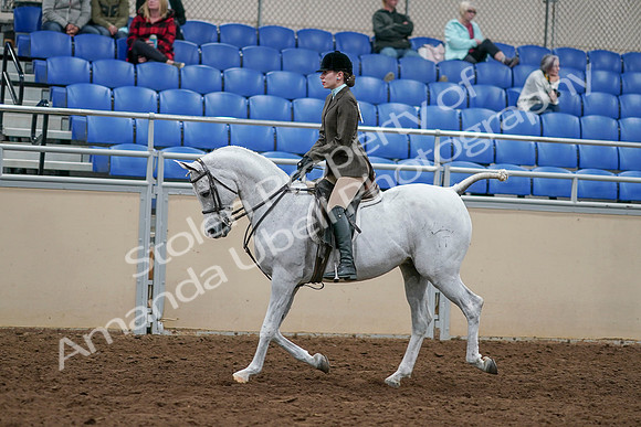 2020 - AB Morgan Horse - Sat, Sept 05 - 14442