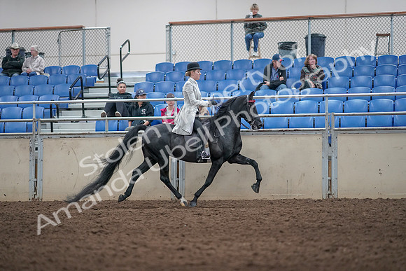 2019 Morgan Horse Show - Aug 31, 2019 - 09625
