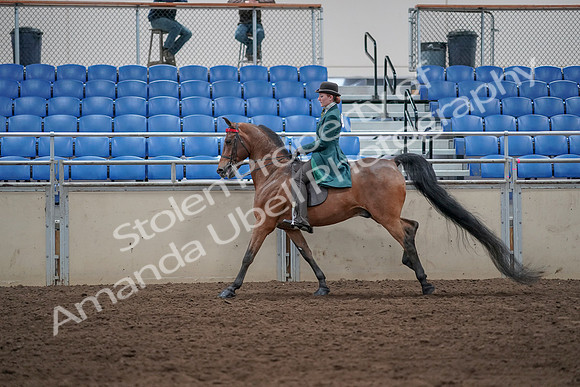 2019 Morgan Horse Show - Sept 01, 2019 - 13284