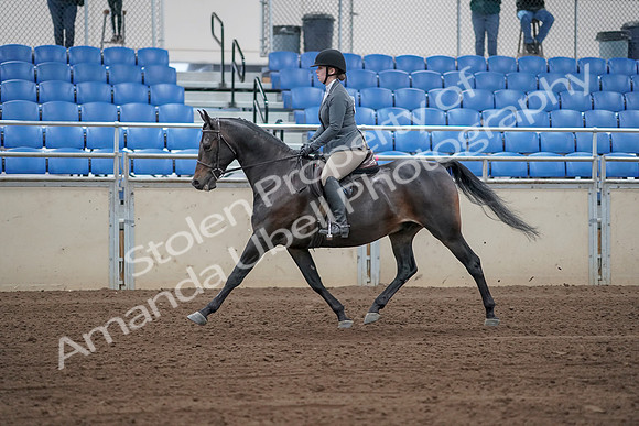 2019 Morgan Horse Show - Sept 01, 2019 - 10939