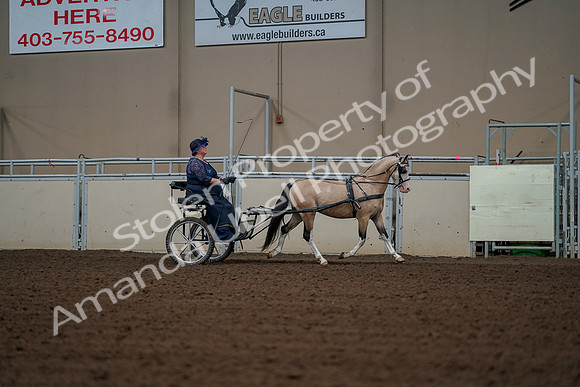 2019 Morgan Horse Show - Aug 30, 2019 - 13452