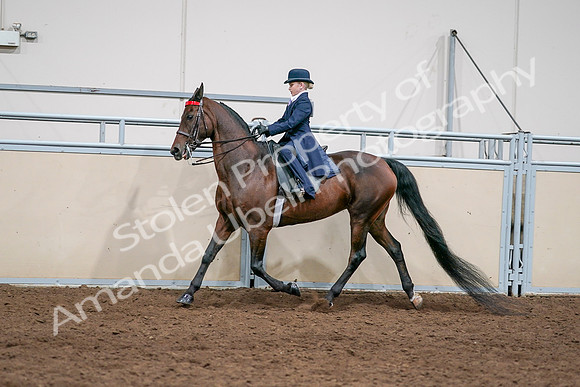 2020 - AB Morgan Horse - Sat, Sept 05 - 04811