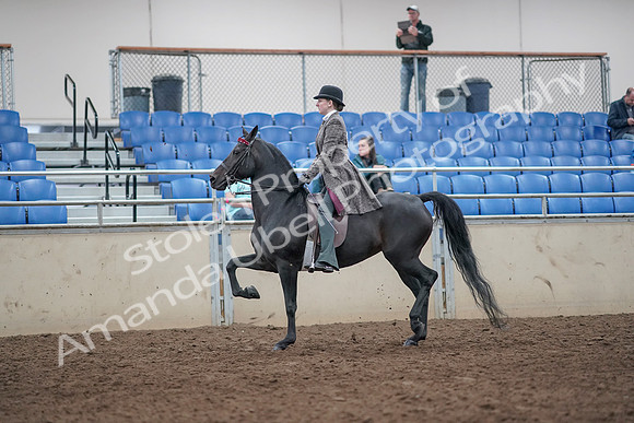 2019 Morgan Horse Show - Aug 31, 2019 - 08511