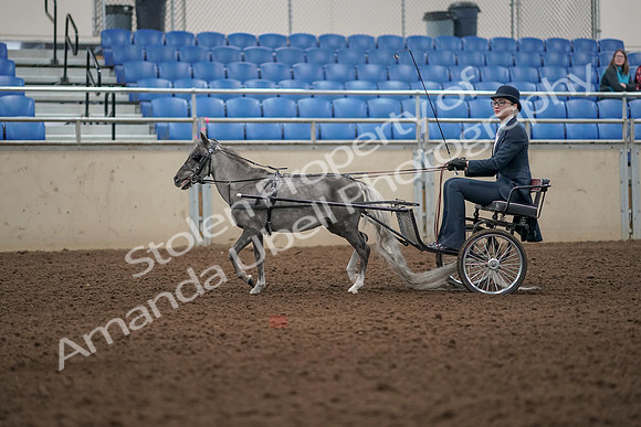 2019 Morgan Horse Show - Aug 31, 2019 - 04263
