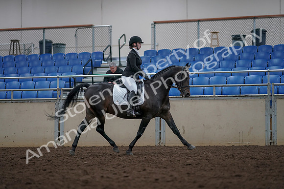 2019 Morgan Horse Show - Aug 31, 2019 - 16728