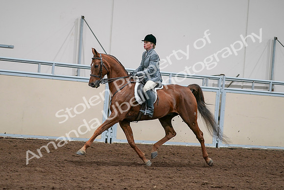 2020 - AB Morgan Horse - Sat, Sept 05 - 03069