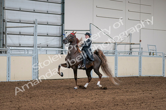 2020 - AB Morgan Horse - Sat, Sept 05 - 13084