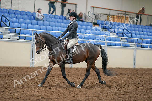 2020 - AB Morgan Horse - Sat, Sept 05 - 14210