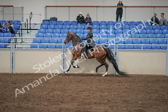 2020 - AB Morgan Horse - Fri, Sept 04 - 09647