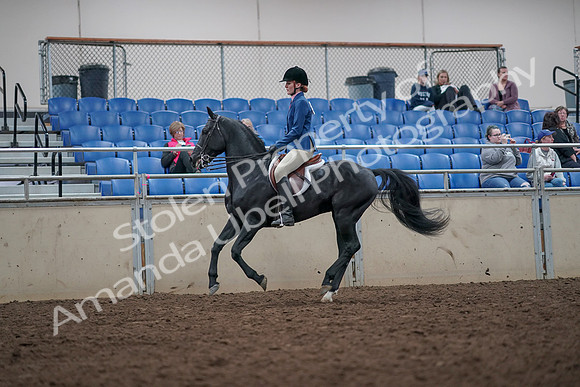 2019 Morgan Horse Show - Aug 31, 2019 - 16693