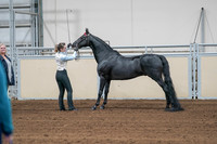 2020 - AB Morgan Horse - Sat, Sept 05 - 00046