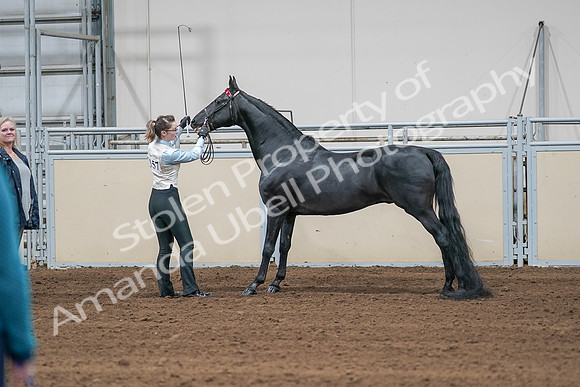 2020 - AB Morgan Horse - Sat, Sept 05 - 00046