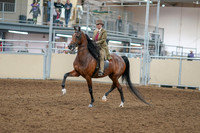 2020 - AB Morgan Horse - Sat, Sept 05 - 05275