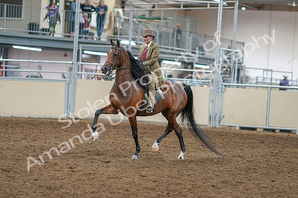2020 - AB Morgan Horse - Sat, Sept 05 - 05275
