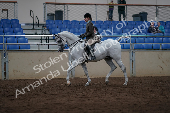 2019 Morgan Horse Show - Sept 01, 2019 - 08567