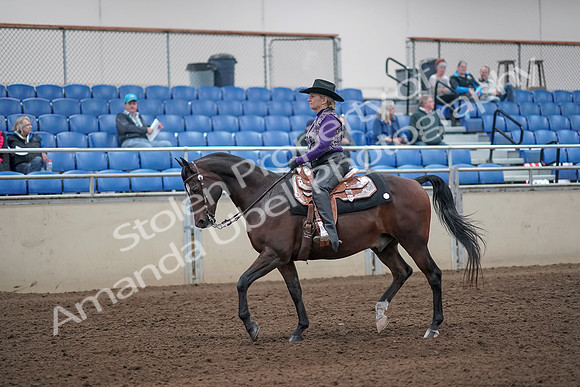 2019 Morgan Horse Show - Aug 31, 2019 - 10548