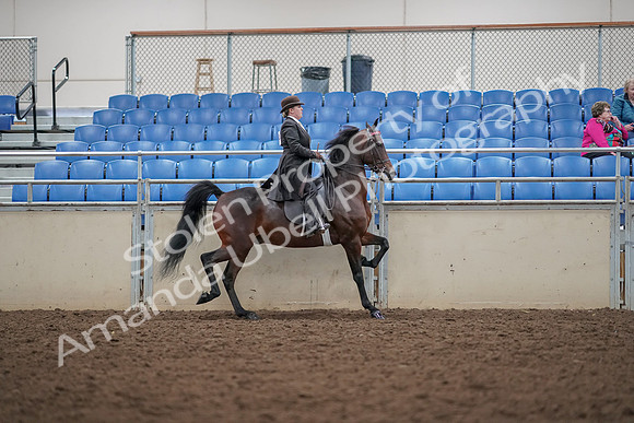 2019 Morgan Horse Show - Aug 30, 2019 - 28091