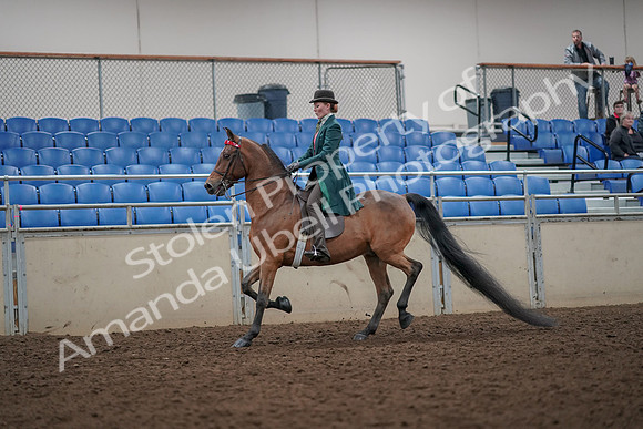 2019 Morgan Horse Show - Aug 30, 2019 - 27874