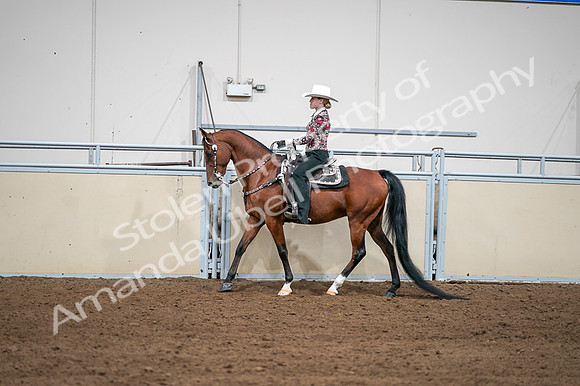 2020 - AB Morgan Horse - Fri, Sept 04 - 08413