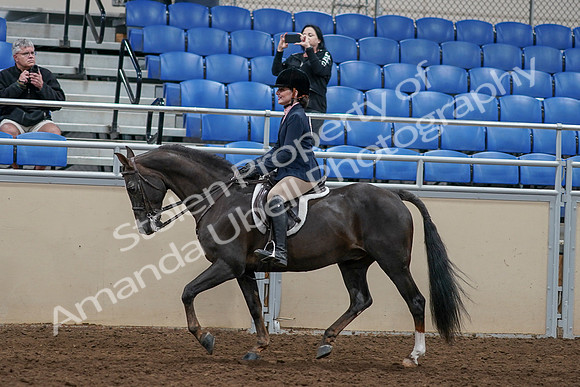 2020 - AB Morgan Horse - Sun, Sept 06 - 07967