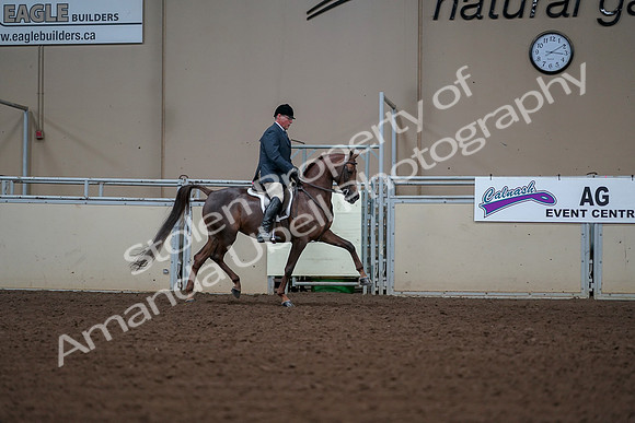 2019 Morgan Horse Show - Aug 30, 2019 - 17648