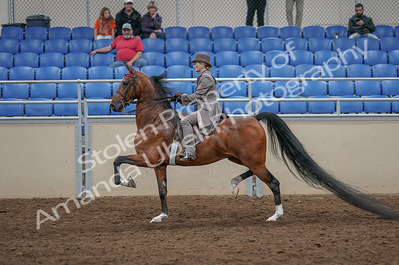 2020 - AB Morgan Horse - Fri, Sept 04 - 11394
