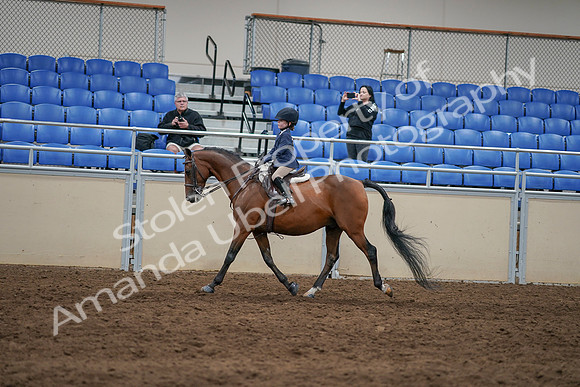 2020 - AB Morgan Horse - Sun, Sept 06 - 07838