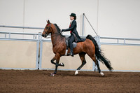 2020 - AB Morgan Horse - Sat, Sept 05 - 06698