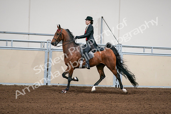 2020 - AB Morgan Horse - Sat, Sept 05 - 06698