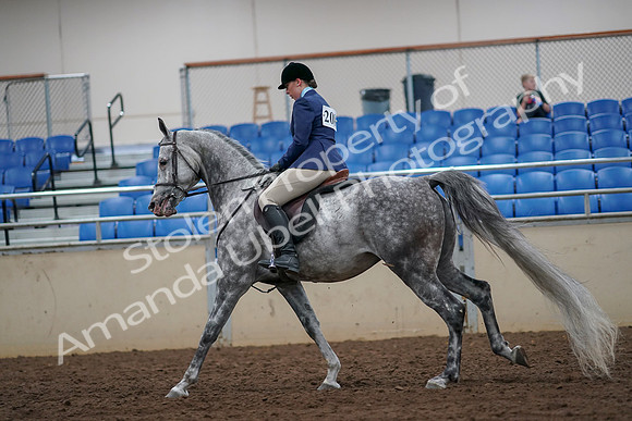 2019 Morgan Horse Show - Aug 30, 2019 - 16387