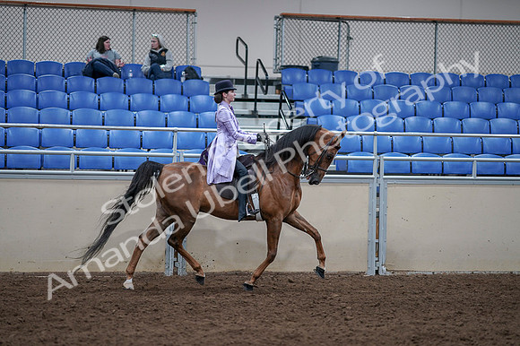 2020 - AB Morgan Horse - Fri, Sept 04 - 05105