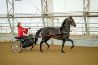 Class 050 - All Breed Pleasure Driving - Junior Exhibitor