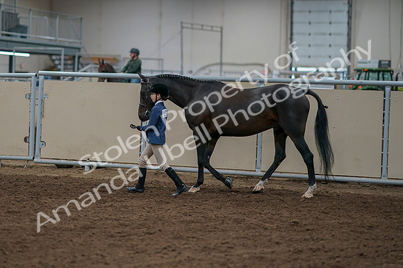 2020 - AB Morgan Horse - Fri, Sept 04 - 00910
