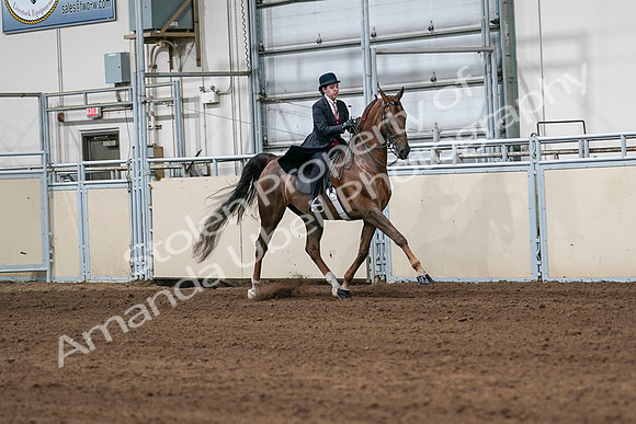 2020 - AB Morgan Horse - Sat, Sept 05 - 06349