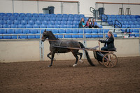 2019 Morgan Horse Show - Aug 31, 2019 - 04231
