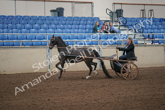 2019 Morgan Horse Show - Aug 31, 2019 - 04231
