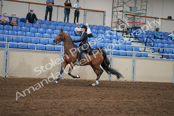2020 - AB Morgan Horse - Sat, Sept 05 - 06736