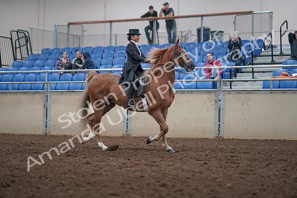 2019 Morgan Horse Show - Aug 31, 2019 - 20719