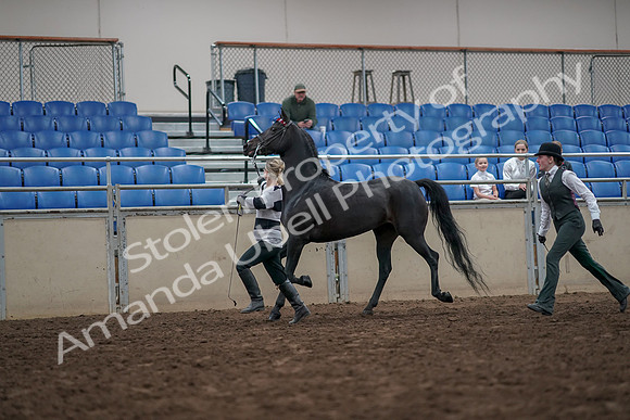 2019 Morgan Horse Show - Aug 31, 2019 - 03601