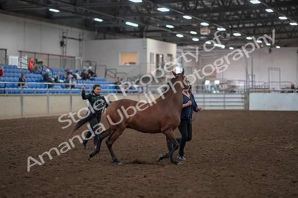 2019 Morgan Horse Show - Aug 31, 2019 - 00990