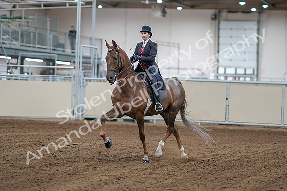 2020 - AB Morgan Horse - Sat, Sept 05 - 06039