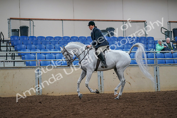 2019 Morgan Horse Show - Aug 30, 2019 - 17496