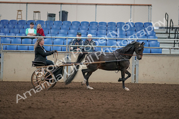 2019 Morgan Horse Show - Aug 31, 2019 - 04545