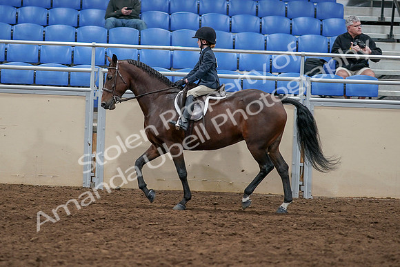 2020 - AB Morgan Horse - Sun, Sept 06 - 07719