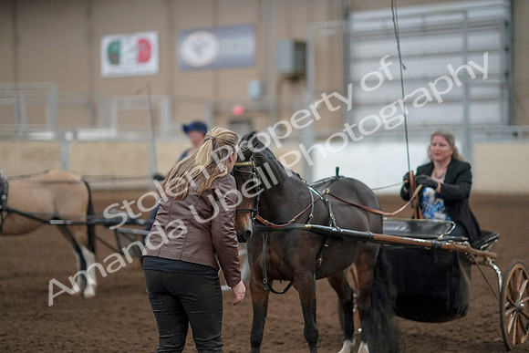 2019 Morgan Horse Show - Aug 31, 2019 - 04552