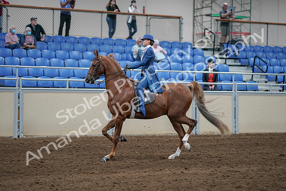 2020 - AB Morgan Horse - Sat, Sept 05 - 06199