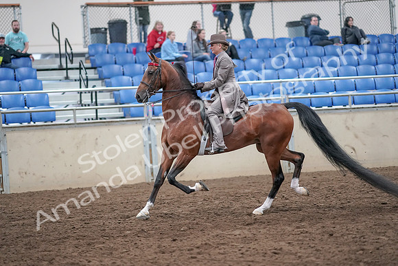 2019 Morgan Horse Show - Aug 31, 2019 - 21965