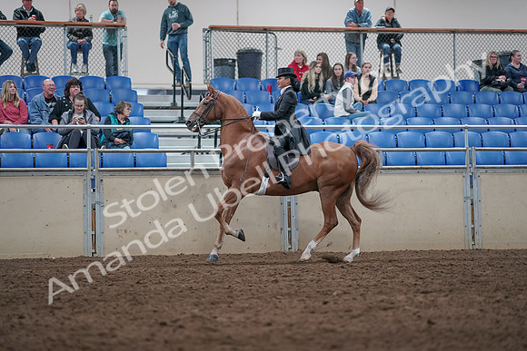 2019 Morgan Horse Show - Aug 31, 2019 - 20652