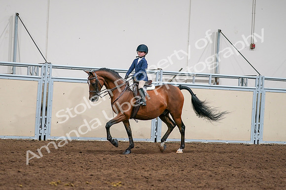 2020 - AB Morgan Horse - Sun, Sept 06 - 08164