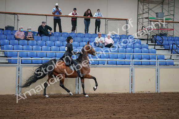2020 - AB Morgan Horse - Sat, Sept 05 - 06830